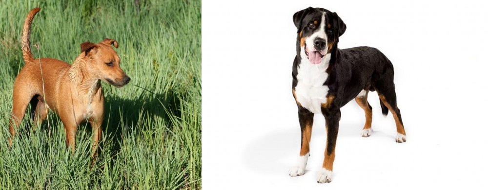 Greater Swiss Mountain Dog vs Africanis - Breed Comparison
