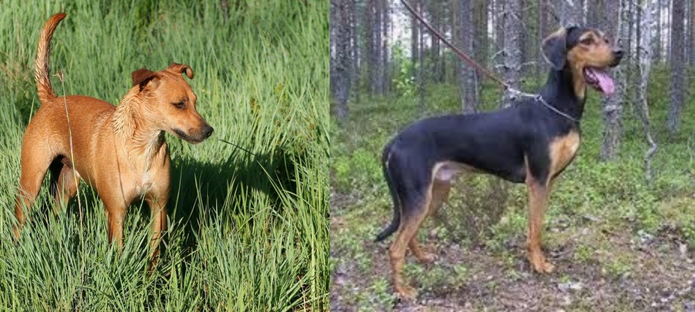 Greek Harehound vs Africanis - Breed Comparison