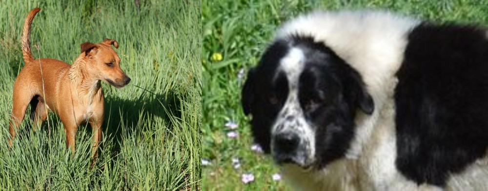 Greek Sheepdog vs Africanis - Breed Comparison