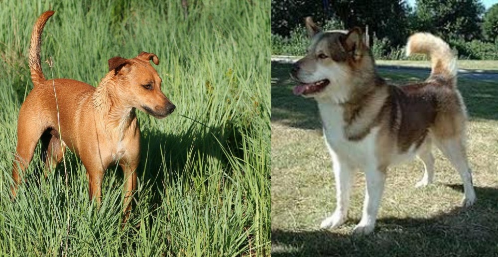 Greenland Dog vs Africanis - Breed Comparison