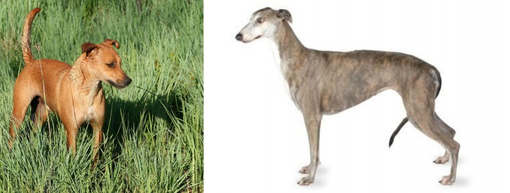 Greyhound vs Africanis - Breed Comparison