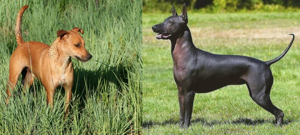 Hairless Khala vs Africanis - Breed Comparison