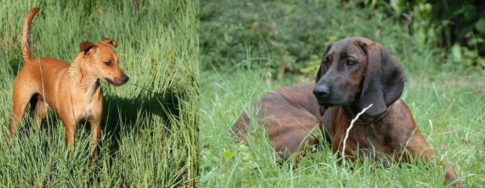 Hanover Hound vs Africanis - Breed Comparison