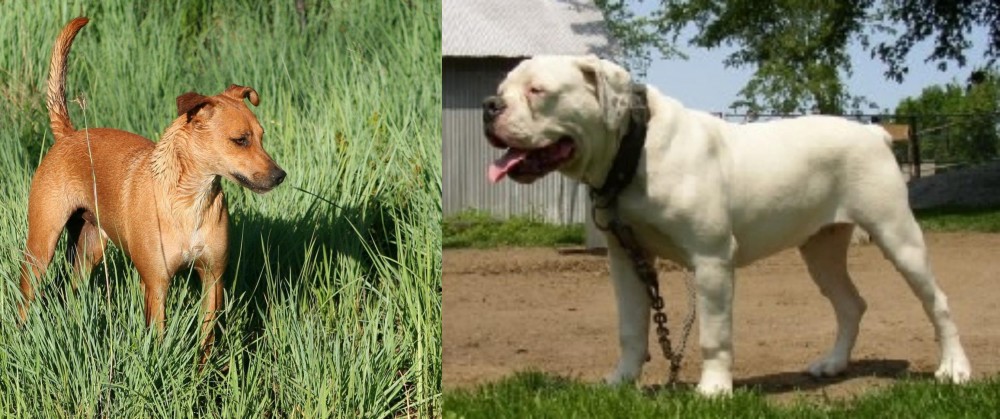 Hermes Bulldogge vs Africanis - Breed Comparison