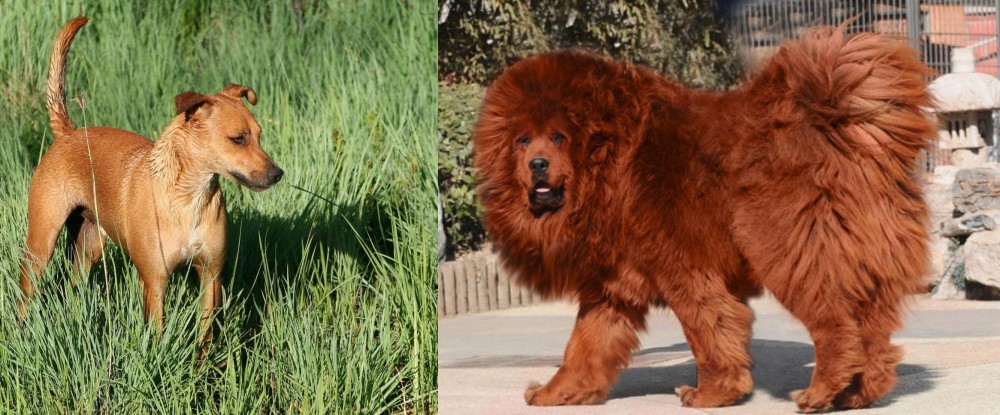 Himalayan Mastiff vs Africanis - Breed Comparison