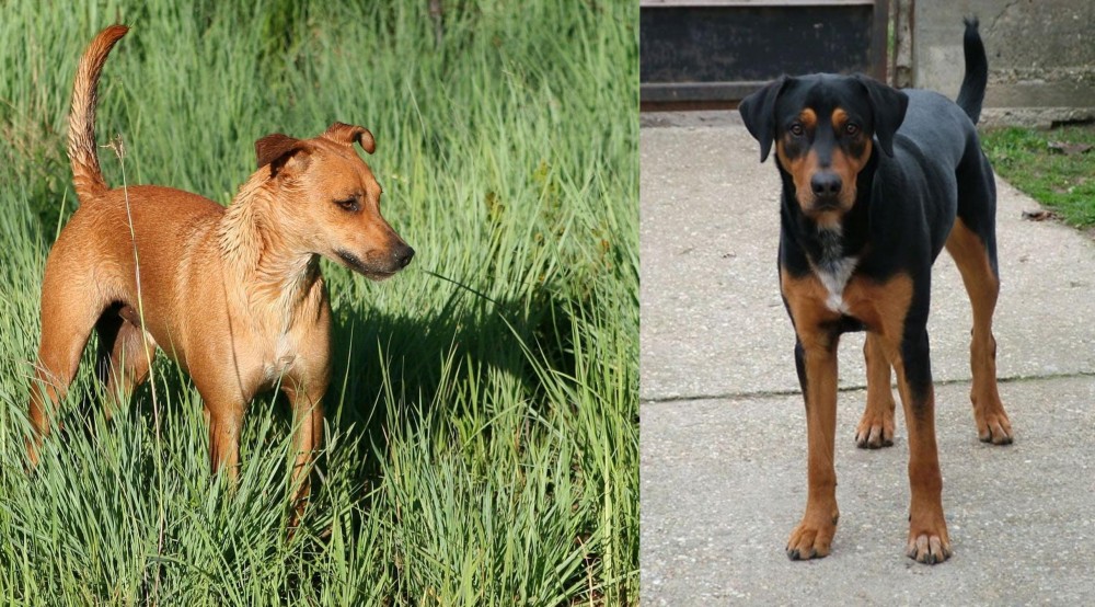 Hungarian Hound vs Africanis - Breed Comparison