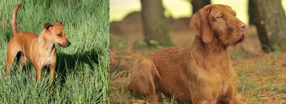 Hungarian Wirehaired Vizsla vs Africanis - Breed Comparison