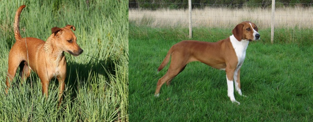 Hygenhund vs Africanis - Breed Comparison