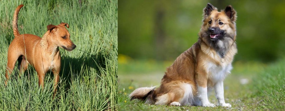Icelandic Sheepdog vs Africanis - Breed Comparison
