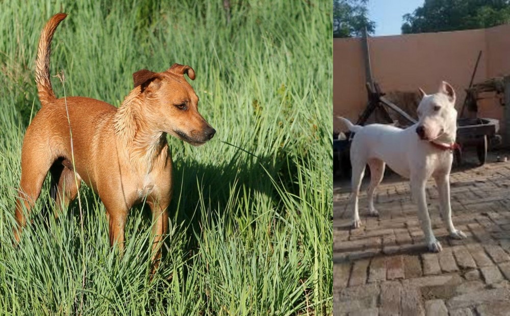 Indian Bull Terrier vs Africanis - Breed Comparison