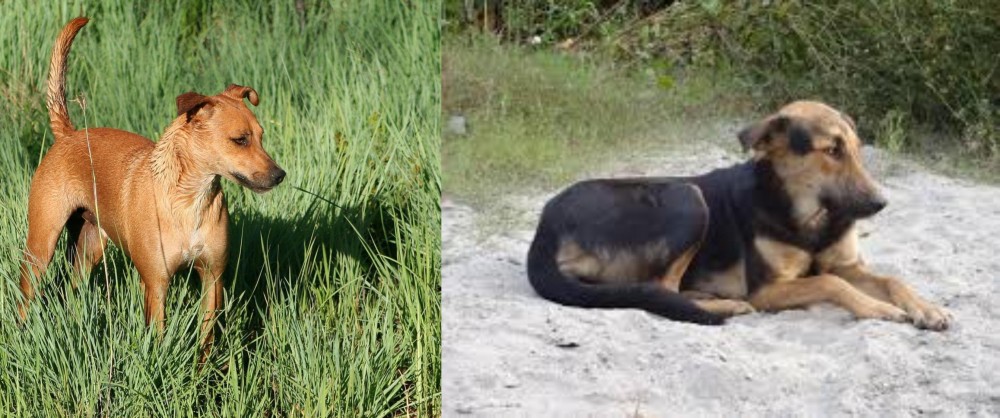 Indian Pariah Dog vs Africanis - Breed Comparison