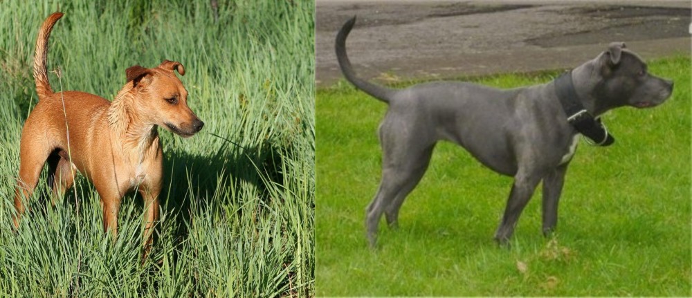 Irish Bull Terrier vs Africanis - Breed Comparison