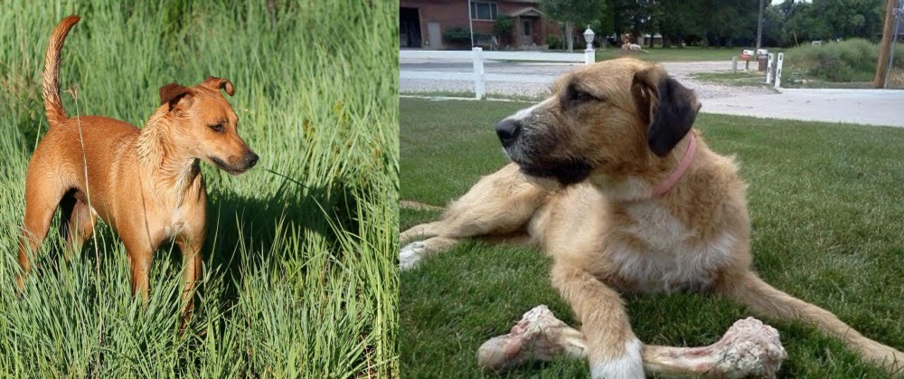 Irish Mastiff Hound vs Africanis - Breed Comparison