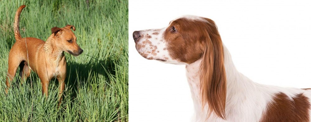 Irish Red and White Setter vs Africanis - Breed Comparison