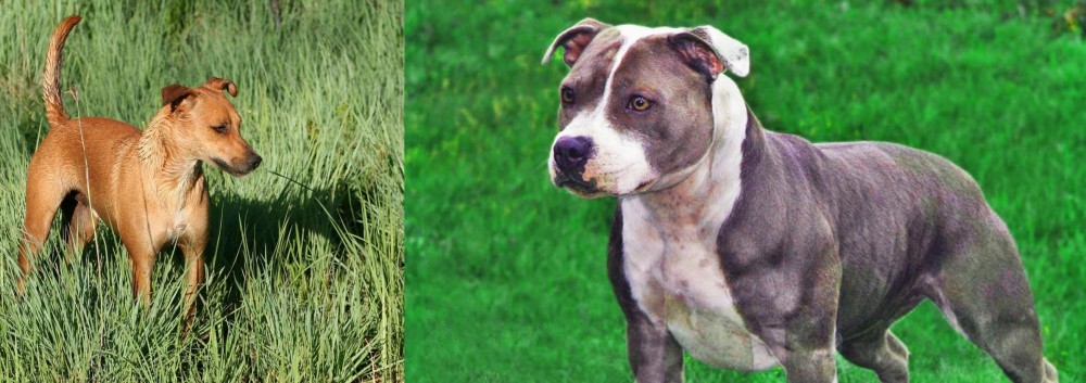 Irish Staffordshire Bull Terrier vs Africanis - Breed Comparison