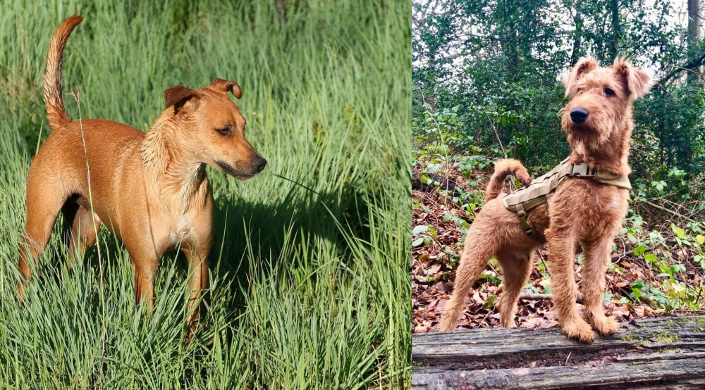 Irish Terrier vs Africanis - Breed Comparison