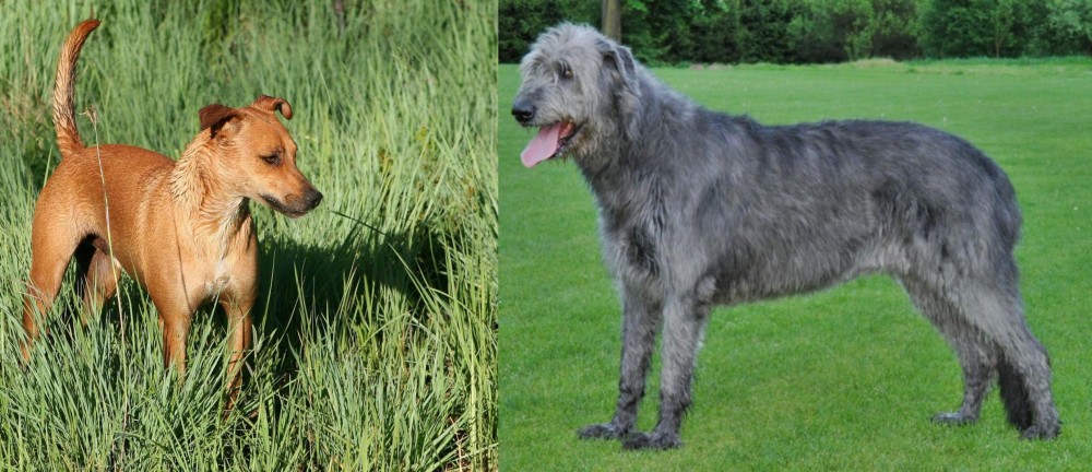 Irish Wolfhound vs Africanis - Breed Comparison