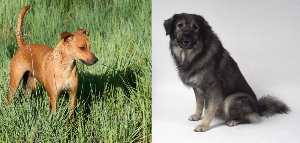 Istrian Sheepdog vs Africanis - Breed Comparison