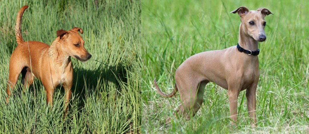 Italian Greyhound vs Africanis - Breed Comparison