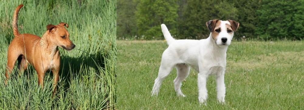 Jack Russell Terrier vs Africanis - Breed Comparison