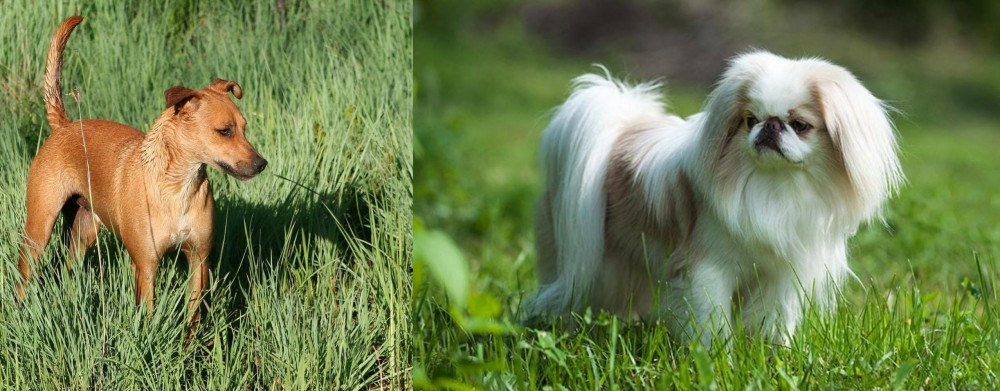 Japanese Chin vs Africanis - Breed Comparison