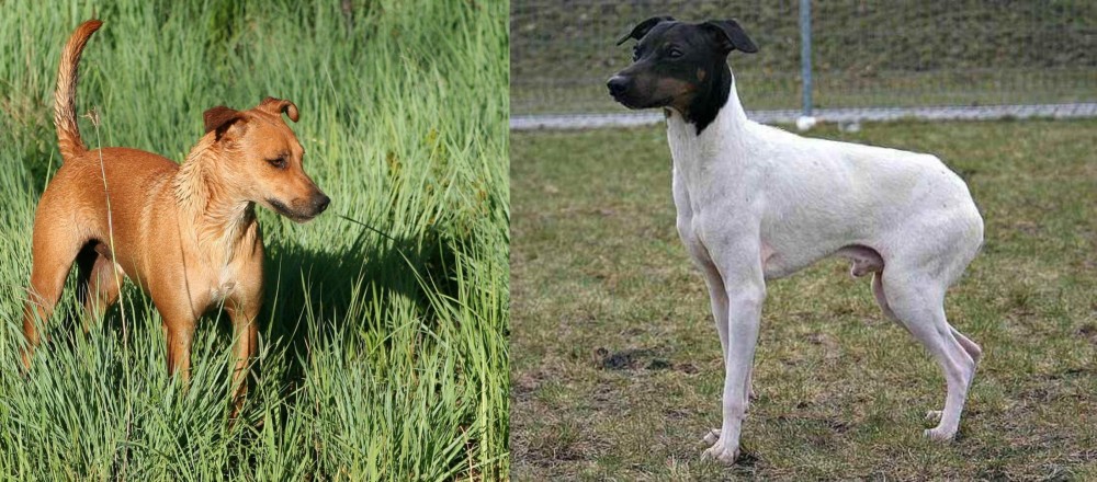 Japanese Terrier vs Africanis - Breed Comparison