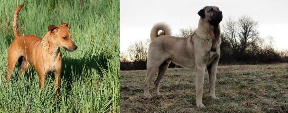 Kangal Dog vs Africanis - Breed Comparison