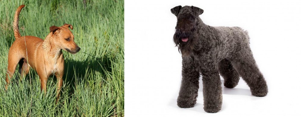 Kerry Blue Terrier vs Africanis - Breed Comparison