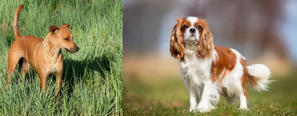 King Charles Spaniel vs Africanis - Breed Comparison