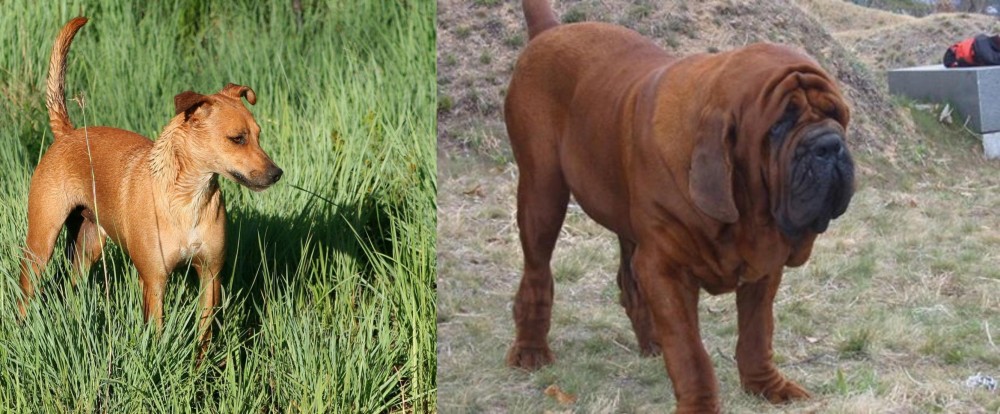 Korean Mastiff vs Africanis - Breed Comparison