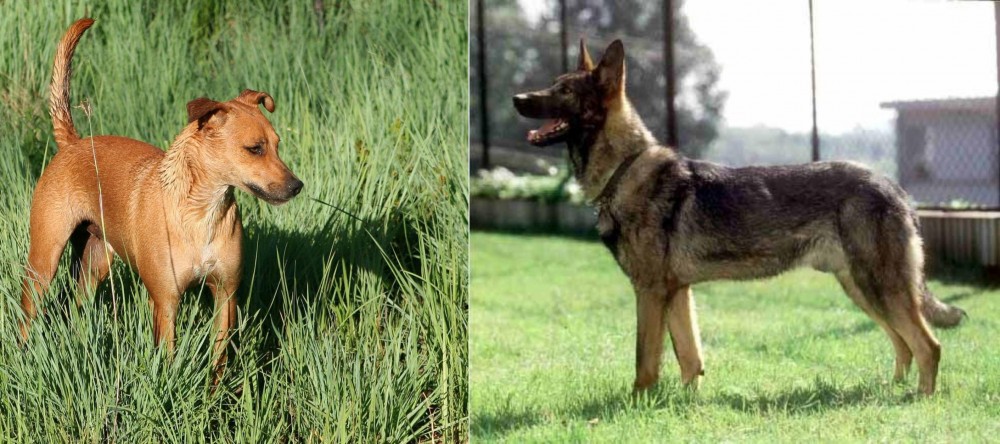Kunming Dog vs Africanis - Breed Comparison
