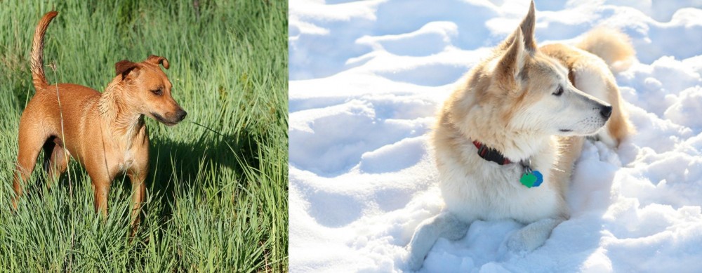Labrador Husky vs Africanis - Breed Comparison