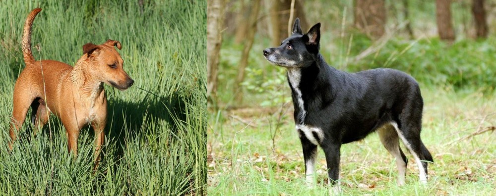 Lapponian Herder vs Africanis - Breed Comparison