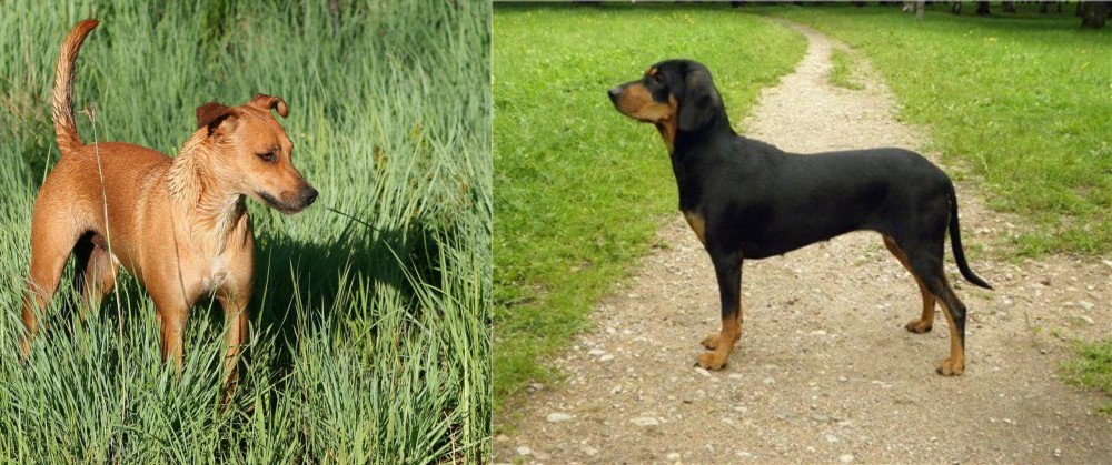 Latvian Hound vs Africanis - Breed Comparison