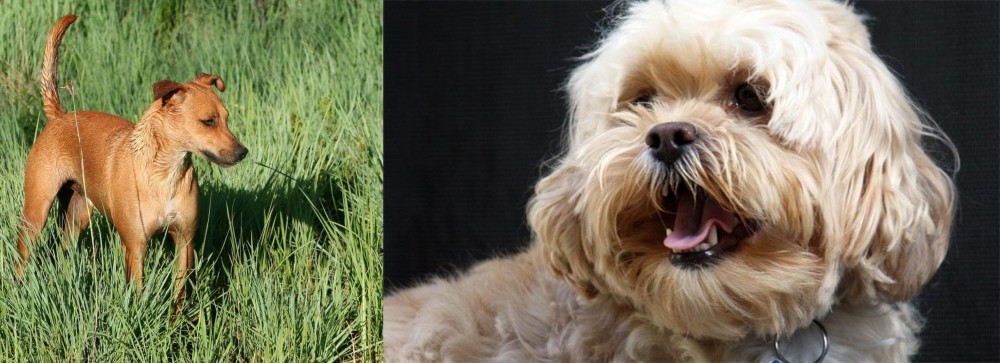 Lhasapoo vs Africanis - Breed Comparison