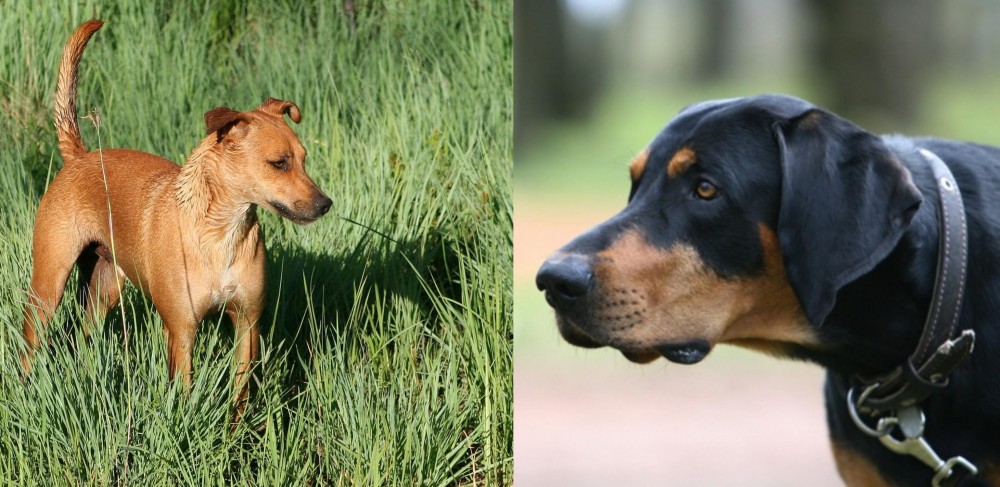 Lithuanian Hound vs Africanis - Breed Comparison