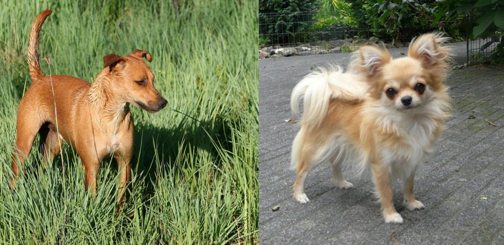 Long Haired Chihuahua vs Africanis - Breed Comparison