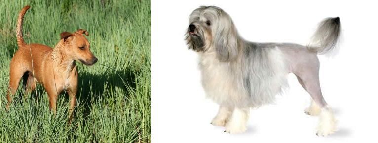 Lowchen vs Africanis - Breed Comparison