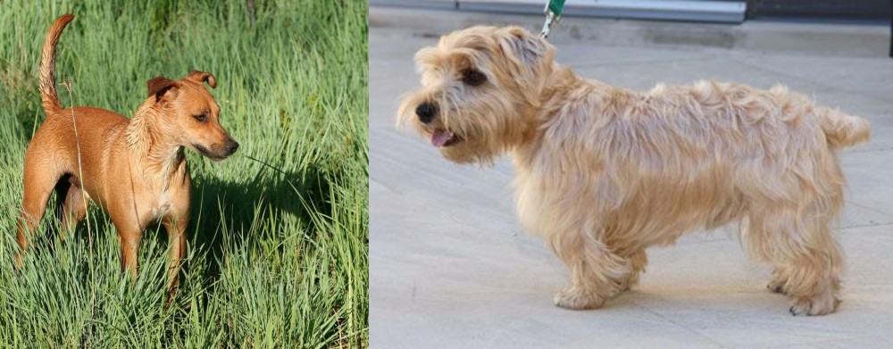Lucas Terrier vs Africanis - Breed Comparison