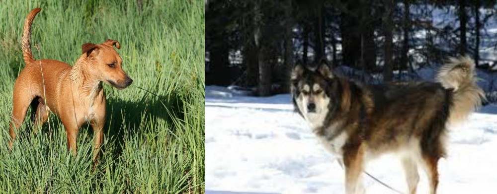 Mackenzie River Husky vs Africanis - Breed Comparison