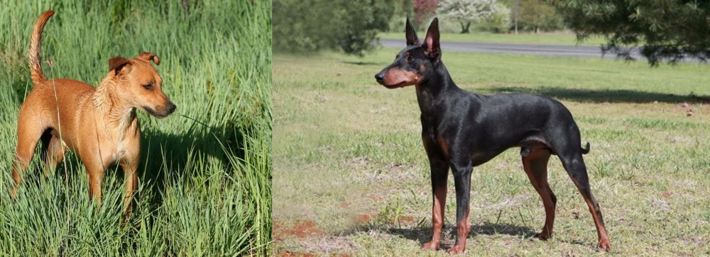 Manchester Terrier vs Africanis - Breed Comparison