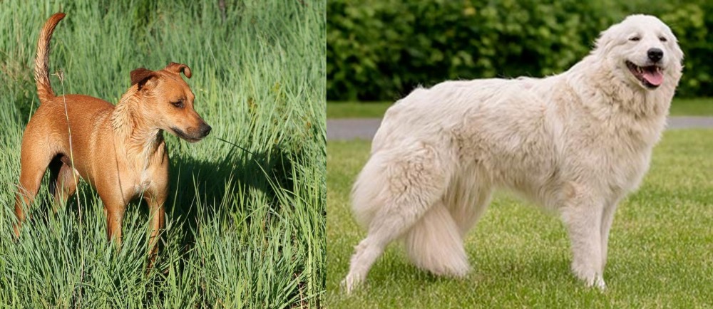 Maremma Sheepdog vs Africanis - Breed Comparison