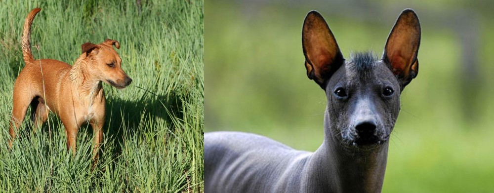 Mexican Hairless vs Africanis - Breed Comparison