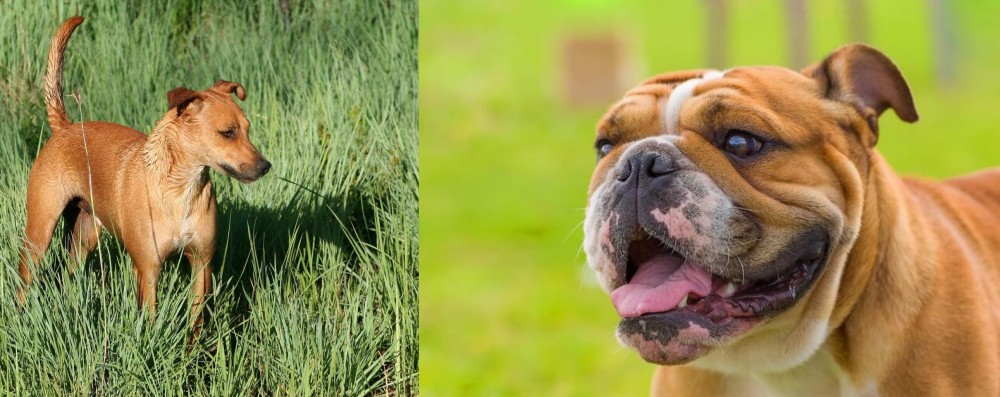 Miniature English Bulldog vs Africanis - Breed Comparison