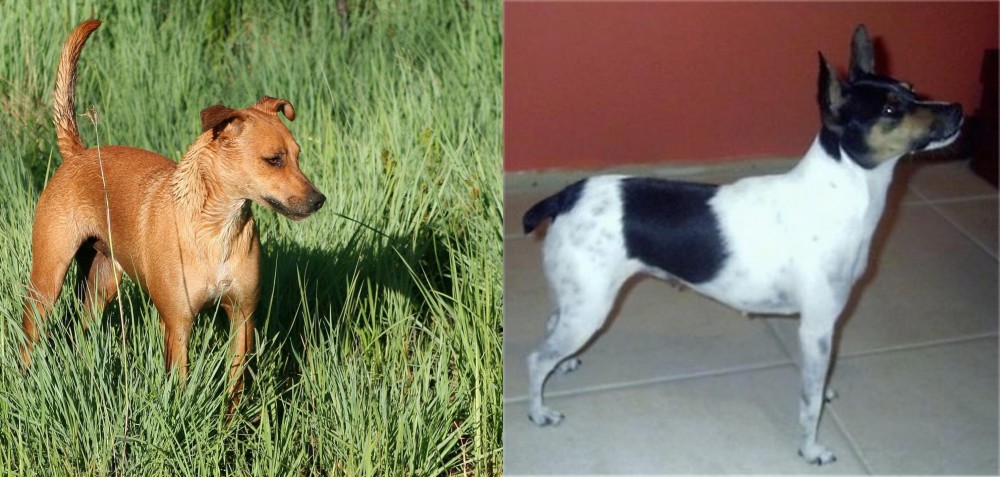 Miniature Fox Terrier vs Africanis - Breed Comparison
