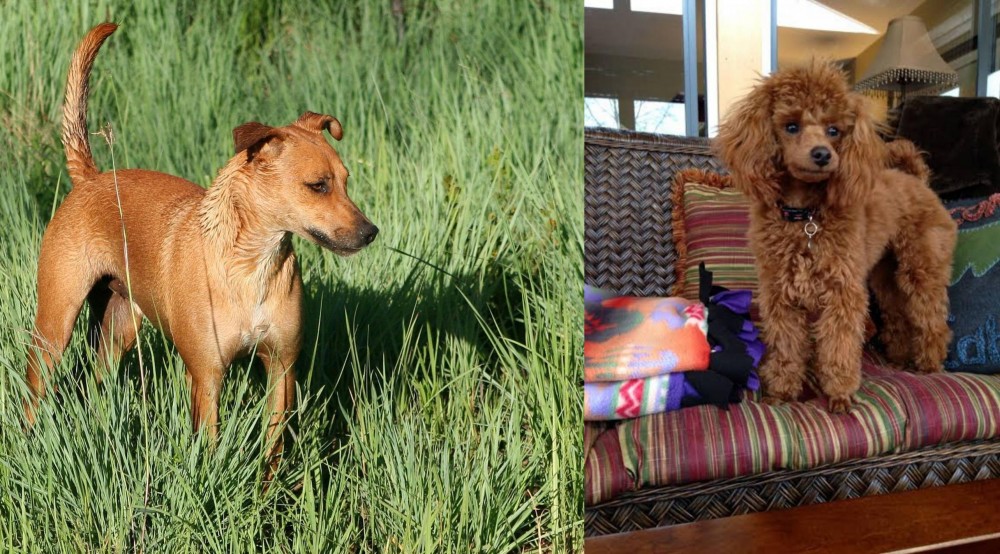 Miniature Poodle vs Africanis - Breed Comparison