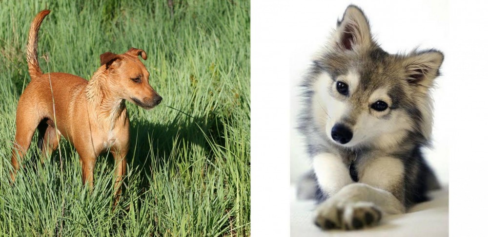 Miniature Siberian Husky vs Africanis - Breed Comparison