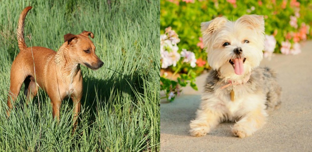 Morkie vs Africanis - Breed Comparison