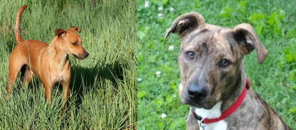 Mountain Cur vs Africanis - Breed Comparison