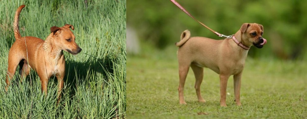 Muggin vs Africanis - Breed Comparison